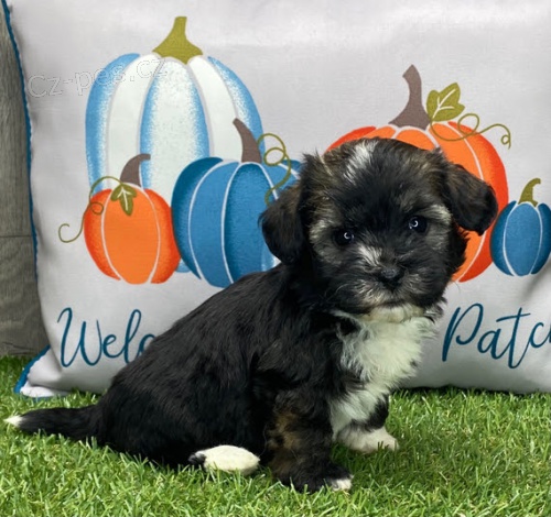 Prod�m mini o�kovan� �t��ata havanese.