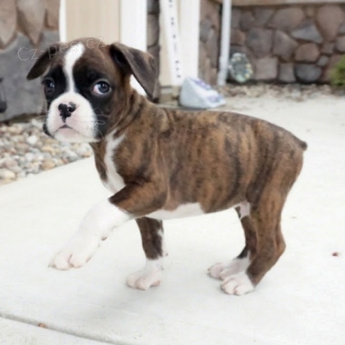 Prod�m �t��ata n�meck�ho boxera