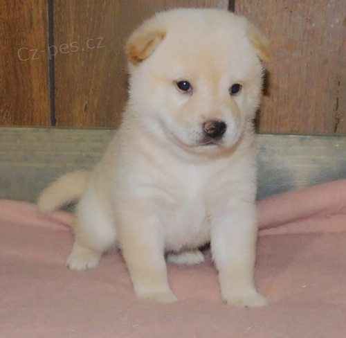 Prod�m �t��ata shiba inu