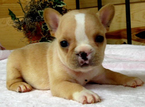 �t��ata francouzsk�ho buldo�ka k adopci.