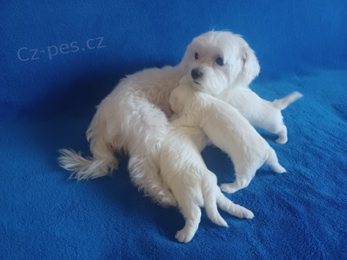 Malt�tina �t��ata