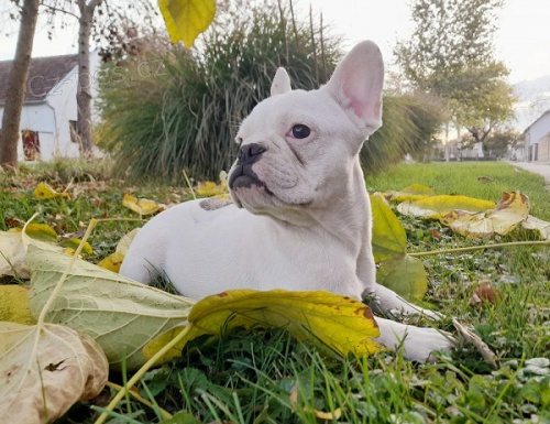 �t��ata francouzsk�ho buldo�ka