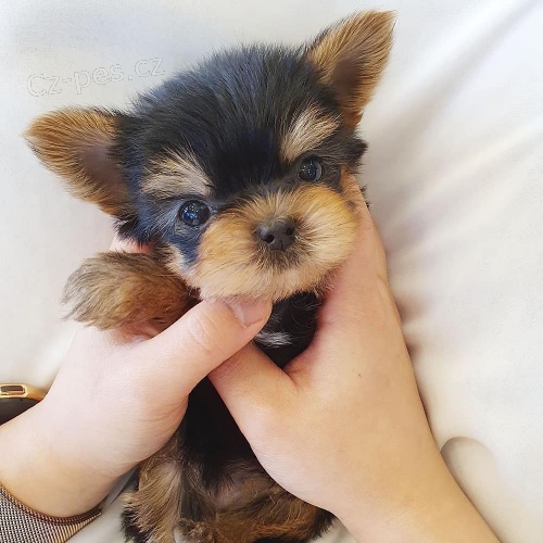 Prod�m roztomil� �t���tka mini yorkie.
