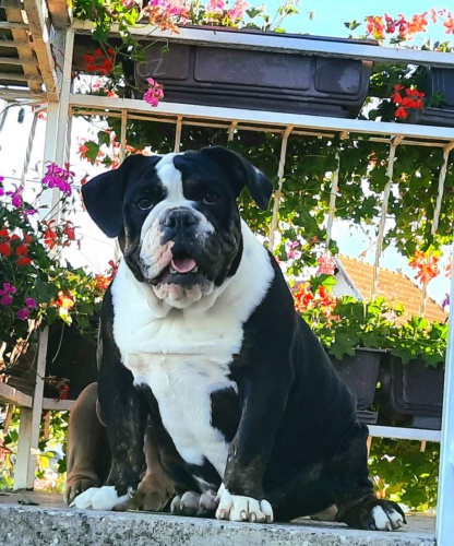 Anglick� buldok �t��ata