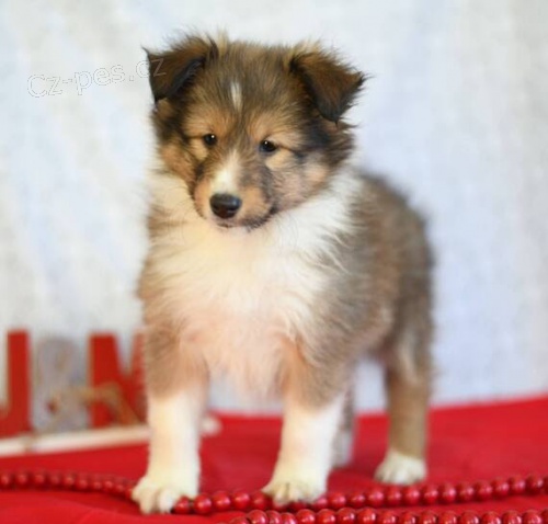 Prod�m �t��ata Sheltie (�t��ata shetlandsk�ho ov��ka).