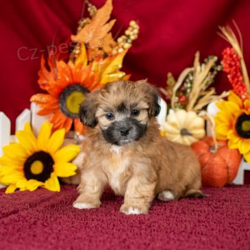 Prod�m o�kovan� a od�erven� �t��ata Shihpoo.