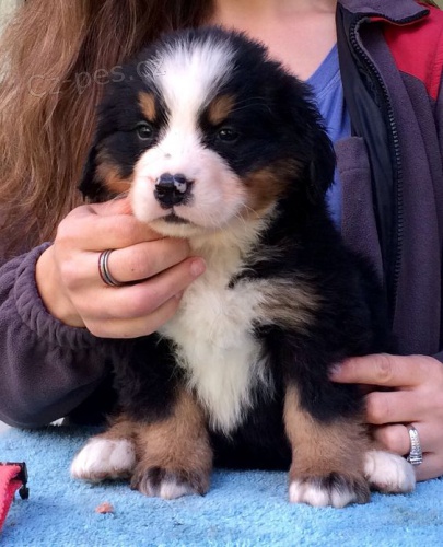 Prod�m o�kovan� a od�erven� �t��ata bernsk�ho sala�nick�ho psa