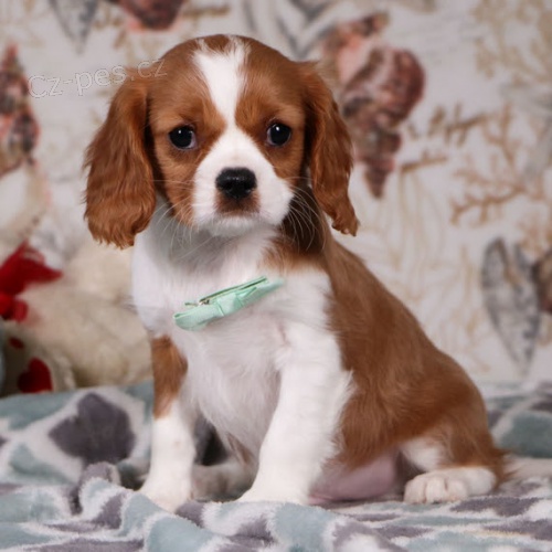 Prod�m �t��ata kaval�r King Charles �pan�l