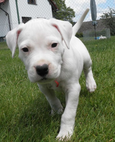 Prod�m o�kovan� a od�erven� �t��ata argentinsk�ch dogo.