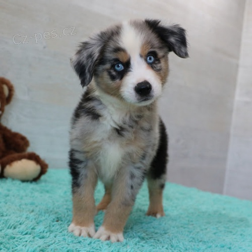 Prod�m o�kovan� a od�erven� �t��ata australsk�ho ov��ka