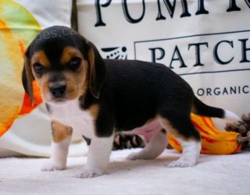 �t��ata B�gla na prodej.