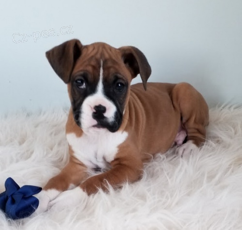 Prod�m �t��ata N�meck�ho boxera