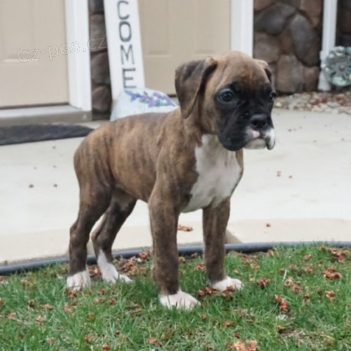 Prod�m o�kovan� �t��ata n�meck�ho boxera