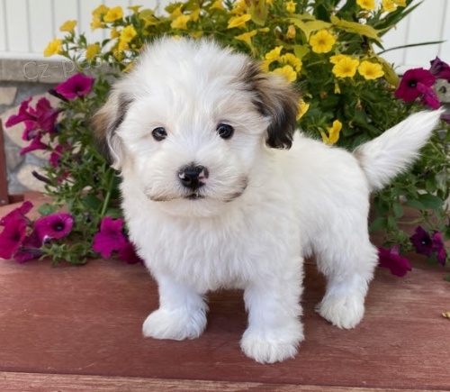 �t��ata havanese na prodej.