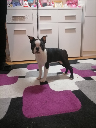 Bostonsk� teri�r �t��ata