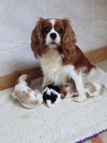 Kaval�r king charles spaniel