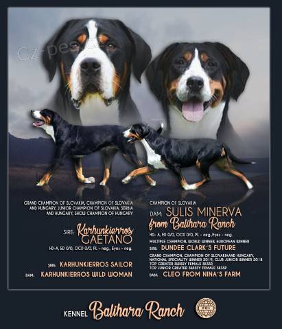 Ve�k� �vaj�iarsky sala�n�cky pes