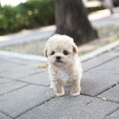 Prod�m zdrav�, od�erven� a o�kovan� �t��ata PUDL� MINI TOY