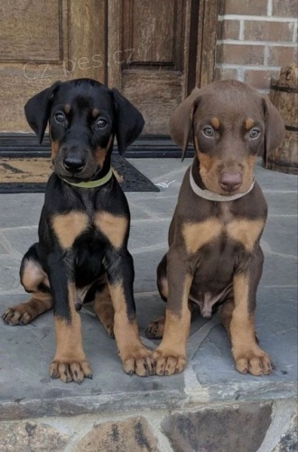 Prod�m �t��ata dobrmana.