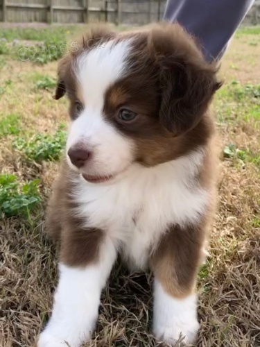 Prod�m �t��ata Border kolie