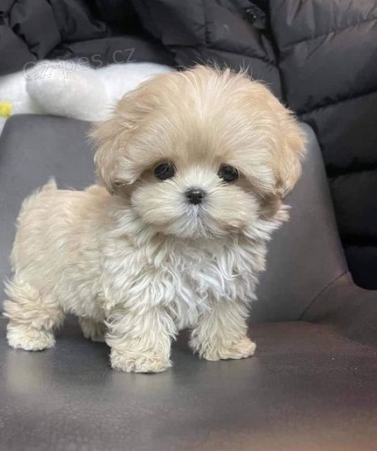 Prod�m �t��ata Bi�onka MINI.