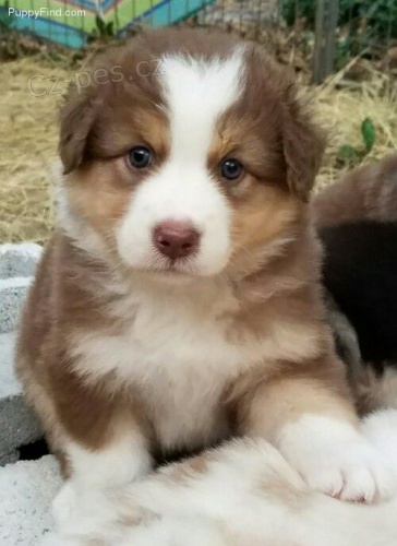 Prod�m o�kovan� �t��ata australsk�ho ov��ka