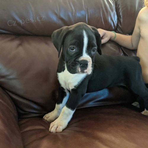 N�dhern� �t���tka Boxera.