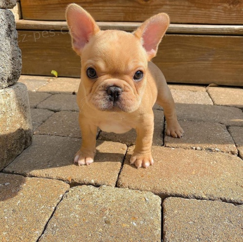 Prozrad� �t��ata francouzsk�ho buldo�ka.