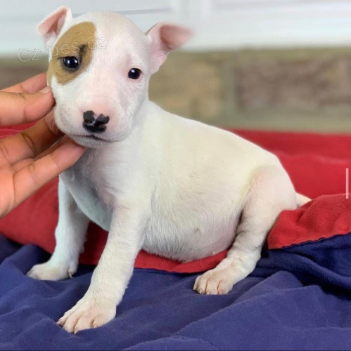 Prozrad� �t��ata Mini Bull teri�ra.