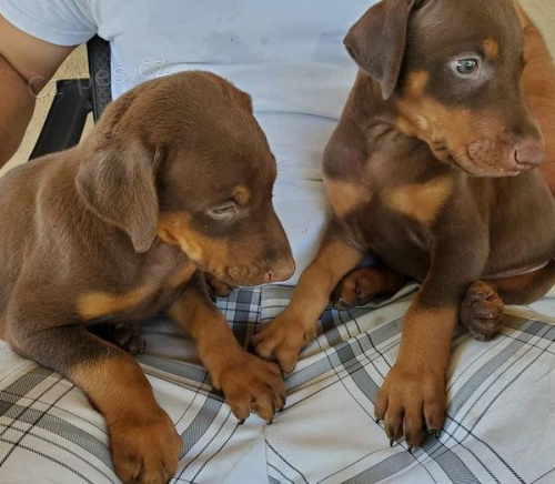 Prozrad� �t��ata doberman�.