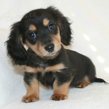 Prod�m zdrav� �t��ata jezev��k�