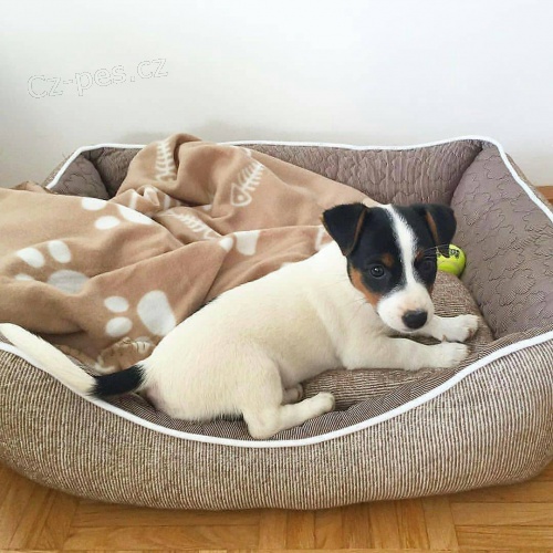 Prozrad� �t��ata Jack Russell teri�ra.