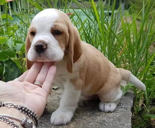 Prozrad� �t��ata b�gla.