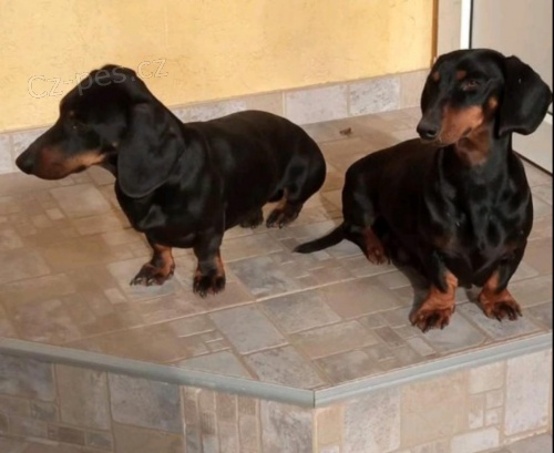 Prozrad� �t��ata jezev��ka.