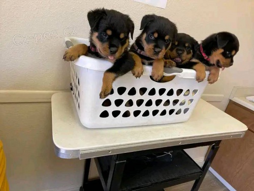 Prozrad� �t��ata rottweiler�.