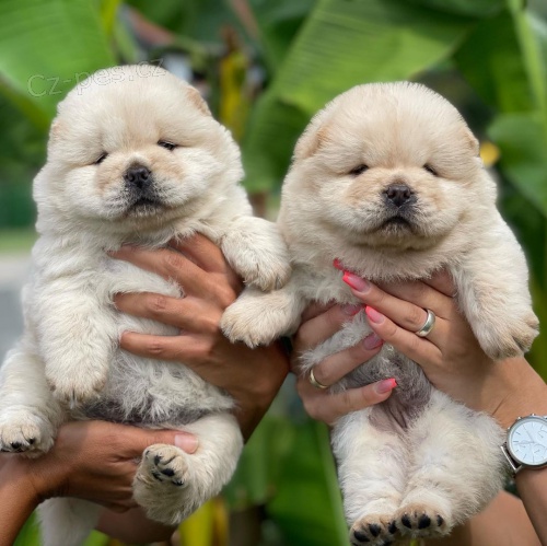 Prozrad� �t��ata Chow Chow.