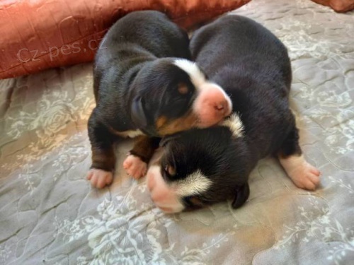 Entlebu�sk� sala�n�cky pes