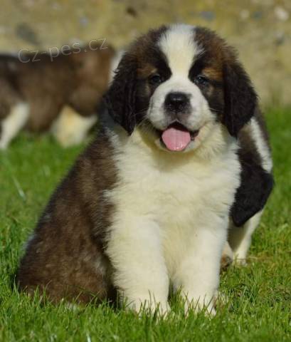 Svatobernardsk� pes - Bernard�n s PP