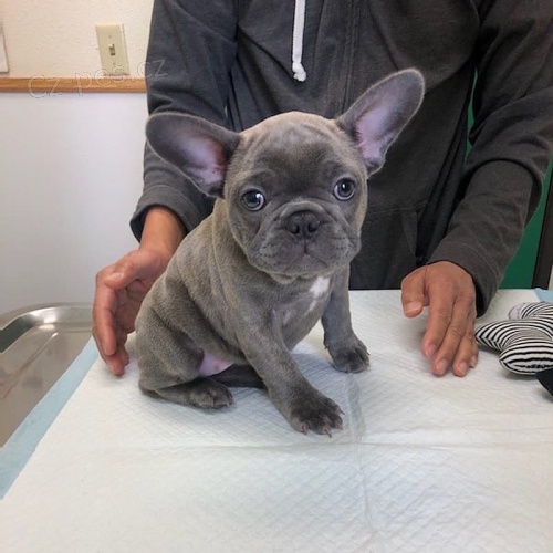 �t��ata francouzsk�ho buldo�ka k adopci.