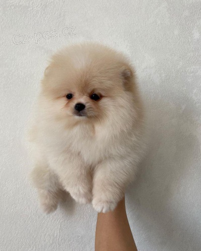 Pomeraniansk� �t��ata k adopci.