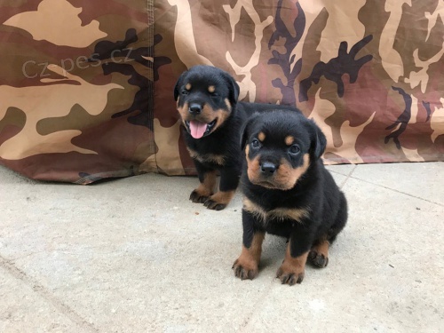 Kr�sn� �t���tka rottweiler� k adopci.