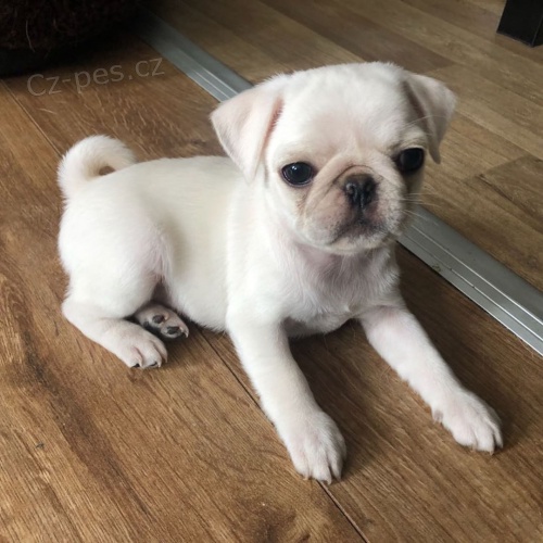 Ohromuj�c� mops �t��ata k adopci.