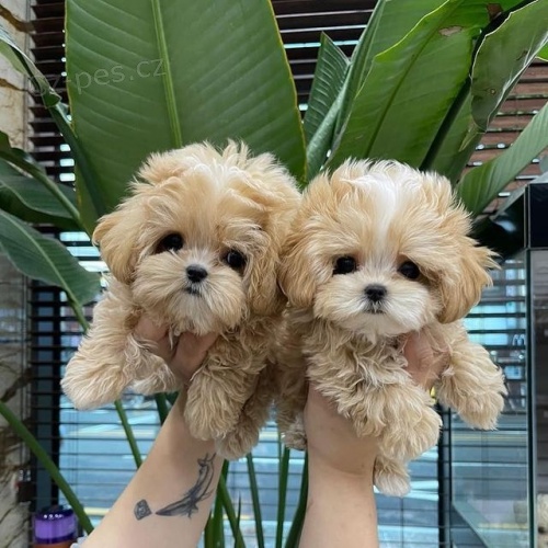 Hrav� �t��ata Shih Tzu k adopci.