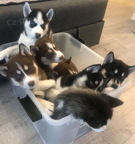 Hrav� �t��ata sibi�sk�ho huskyho k adopci.