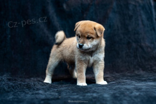 �istokrevn� �t���tka Shiba inu k adopci.