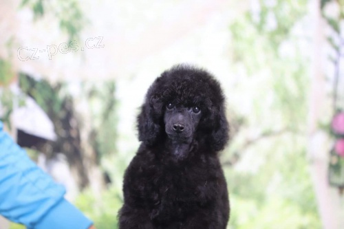 Miniaturn� pudl �t�n�