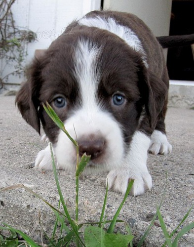 Prod�m zdrav� a kr�sn� �t��ata anglick�ho �pringr�pan�la.