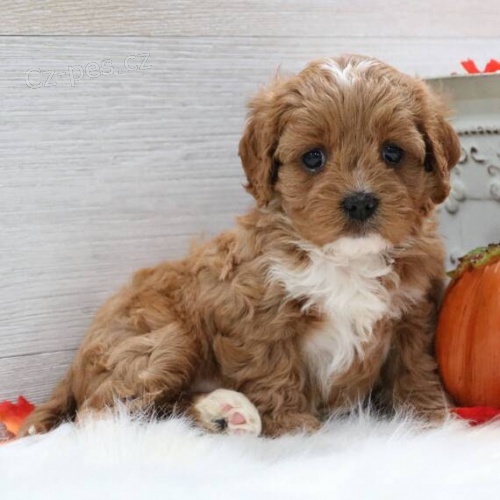 Cavapoo �t��ata k adopci