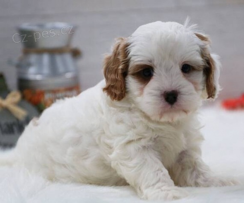 mini hra�ka �t��ata Cavapoo k adopci