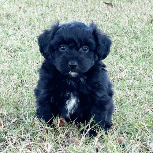 Aussiedoodle �t��ata na prodej.